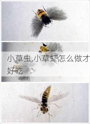 小草虫,小草虾怎么做才好吃