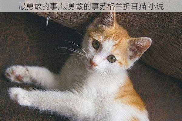 最勇敢的事,最勇敢的事苏格兰折耳猫 小说