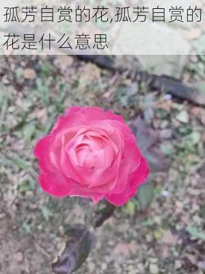 孤芳自赏的花,孤芳自赏的花是什么意思