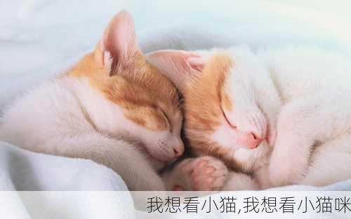 我想看小猫,我想看小猫咪