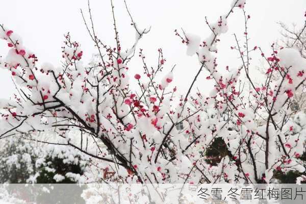 冬雪,冬雪红梅图片